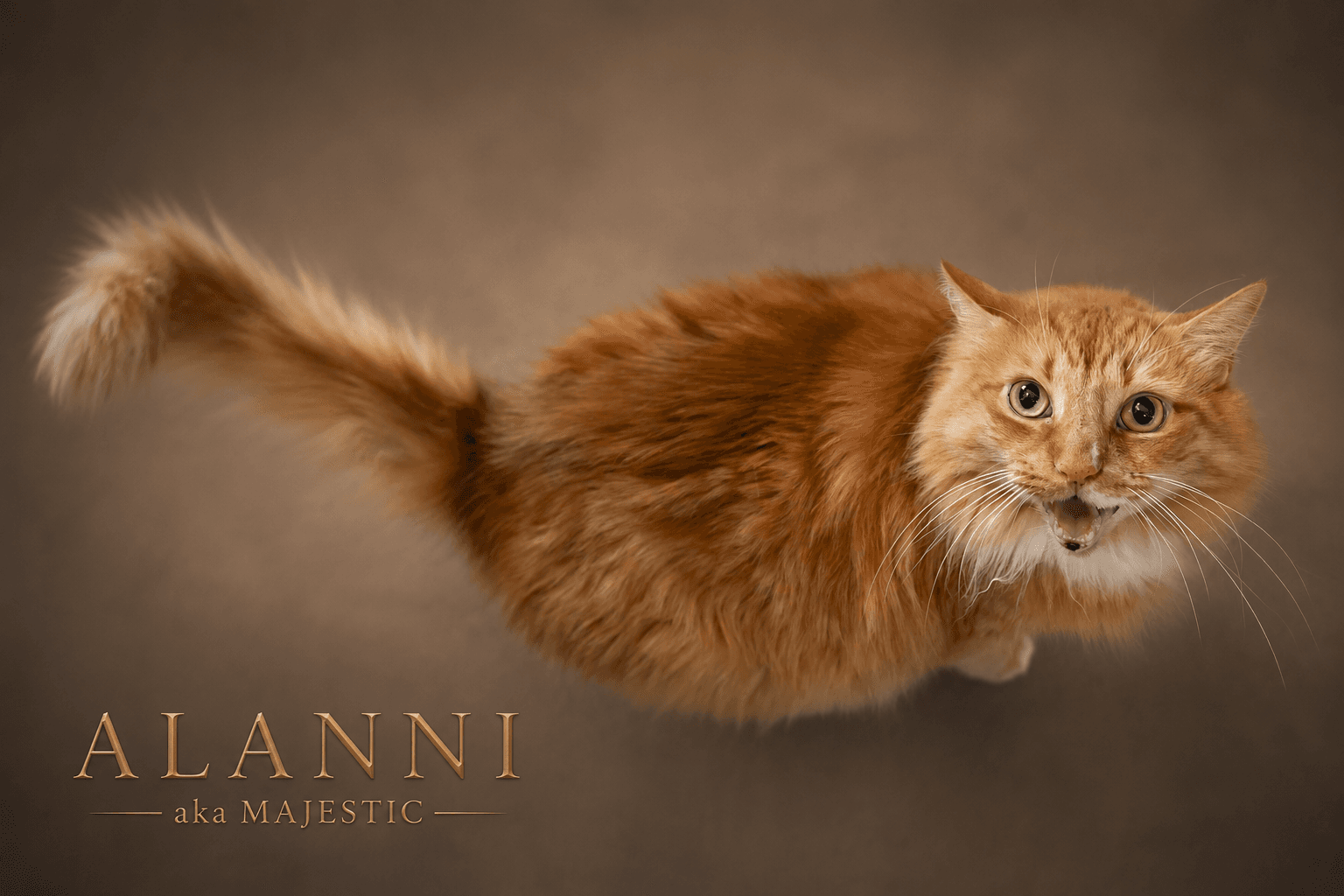 Alanni Dlh Fcid  -  Trainer - Domestic Long Hair