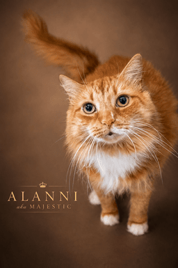 Alanni Dlh Fcid  -  Trainer image 4