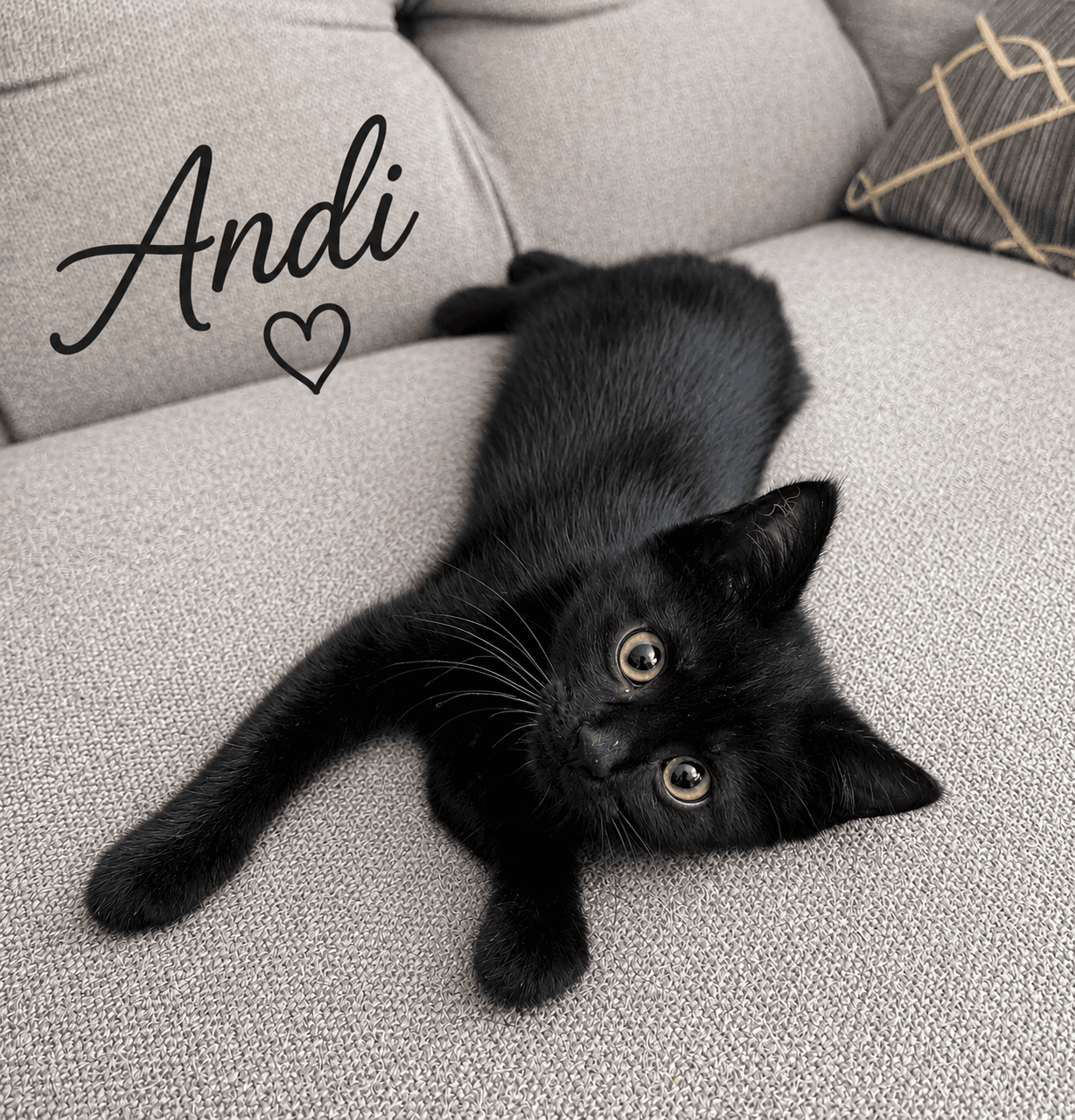 Andi Willow Grove Area Fcid - - Domestic Short Hair