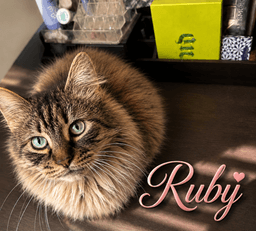 Ruby Dlh And Sapphire Fcid - image 2