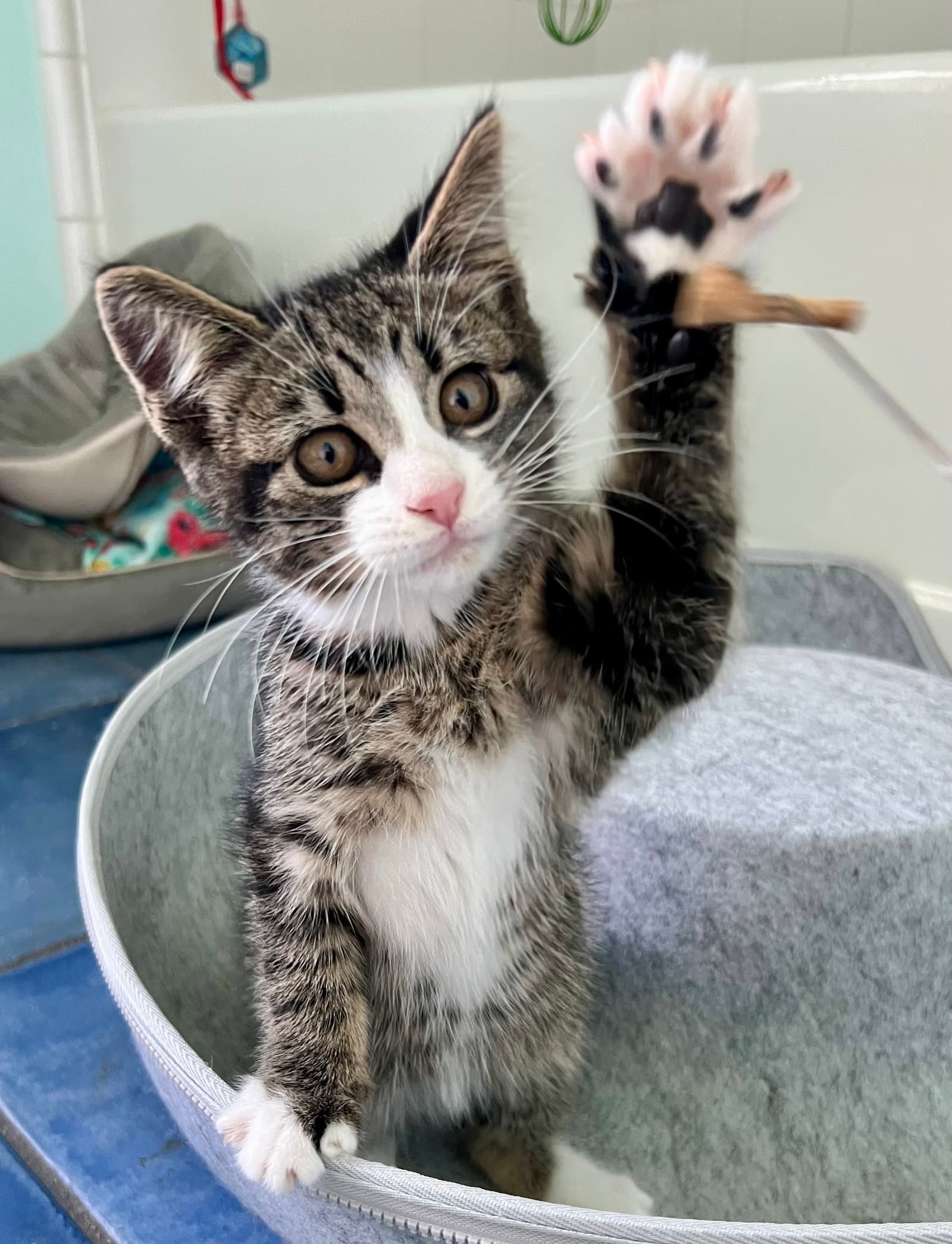 Toasty Fcid- - Domestic Short Hair