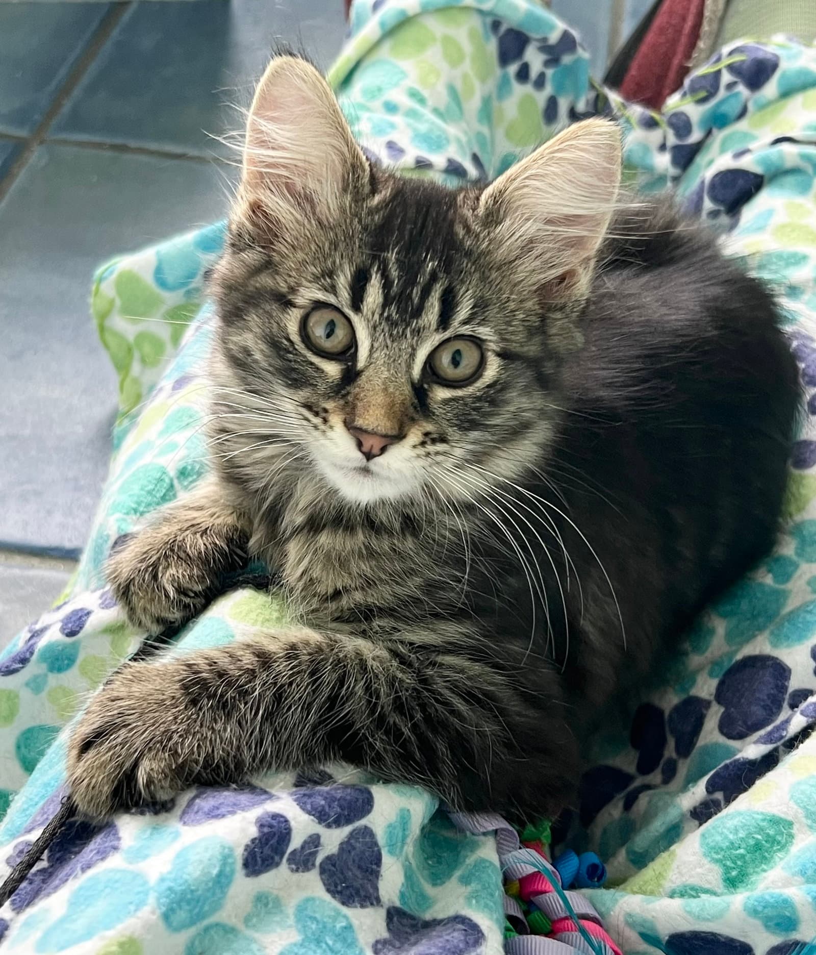 Ellie Fcid - - Domestic Medium Hair