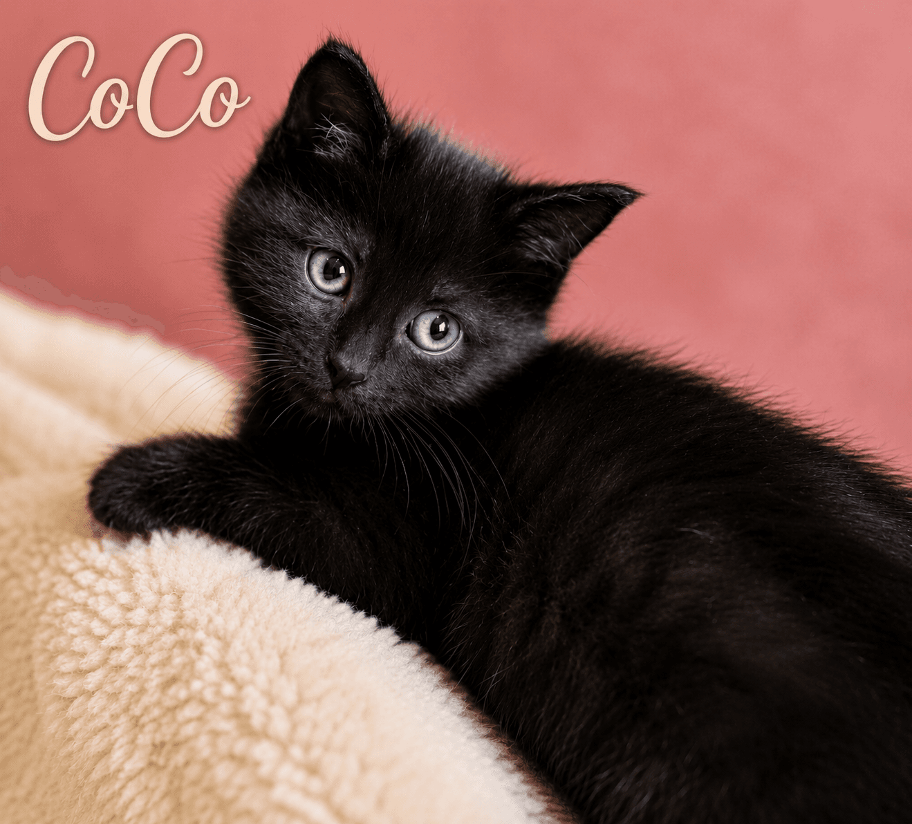 Coco Willow Grove Area Fcid - - Domestic Short Hair