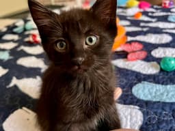 Victoria Fcid - Middletown Kitten Palooza image 1