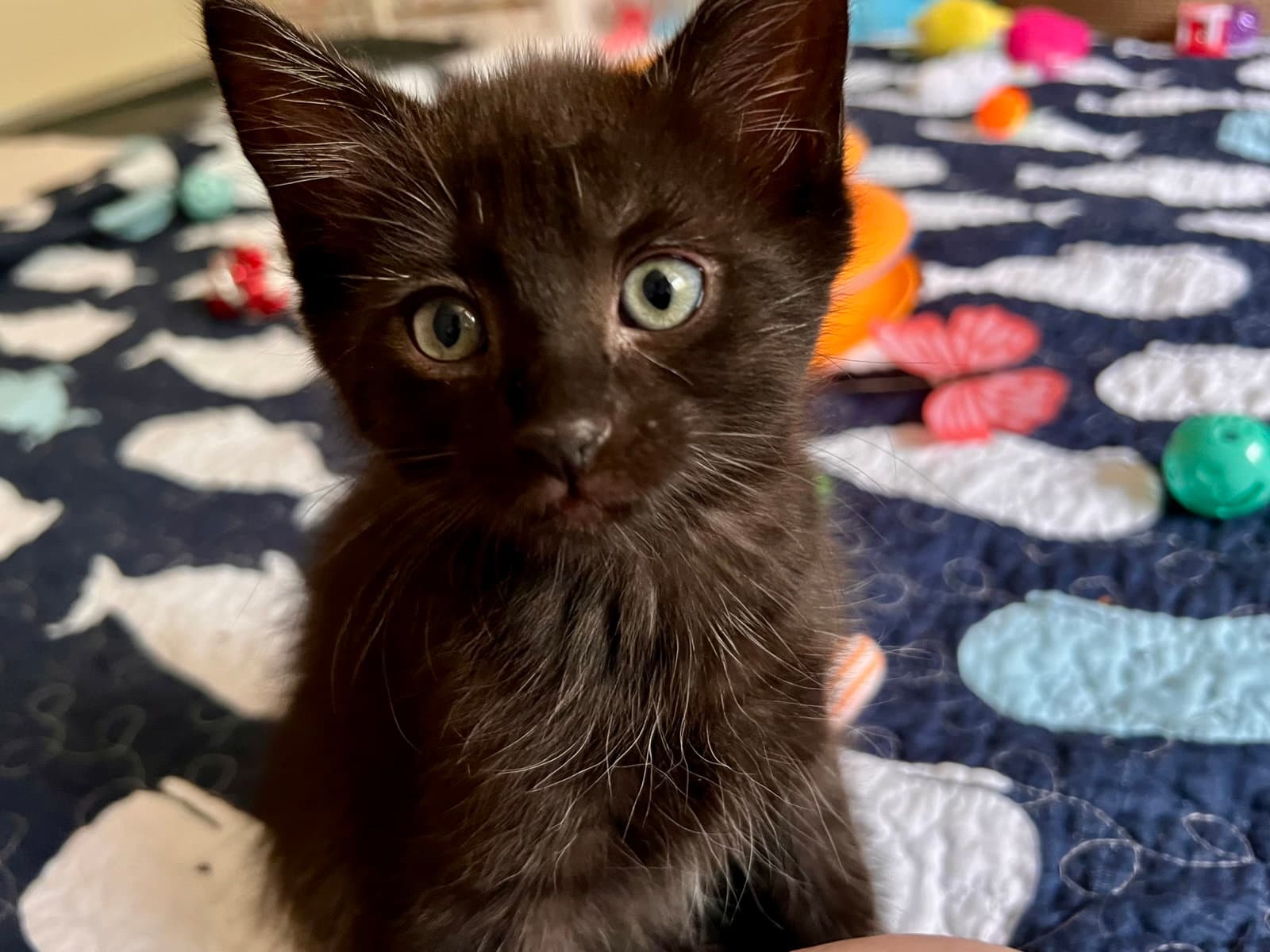 Victoria Fcid - Middletown Kitten Palooza - Domestic Short Hair