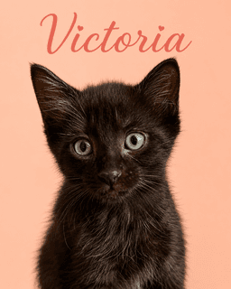 Victoria Fcid - Middletown Kitten Palooza image 2