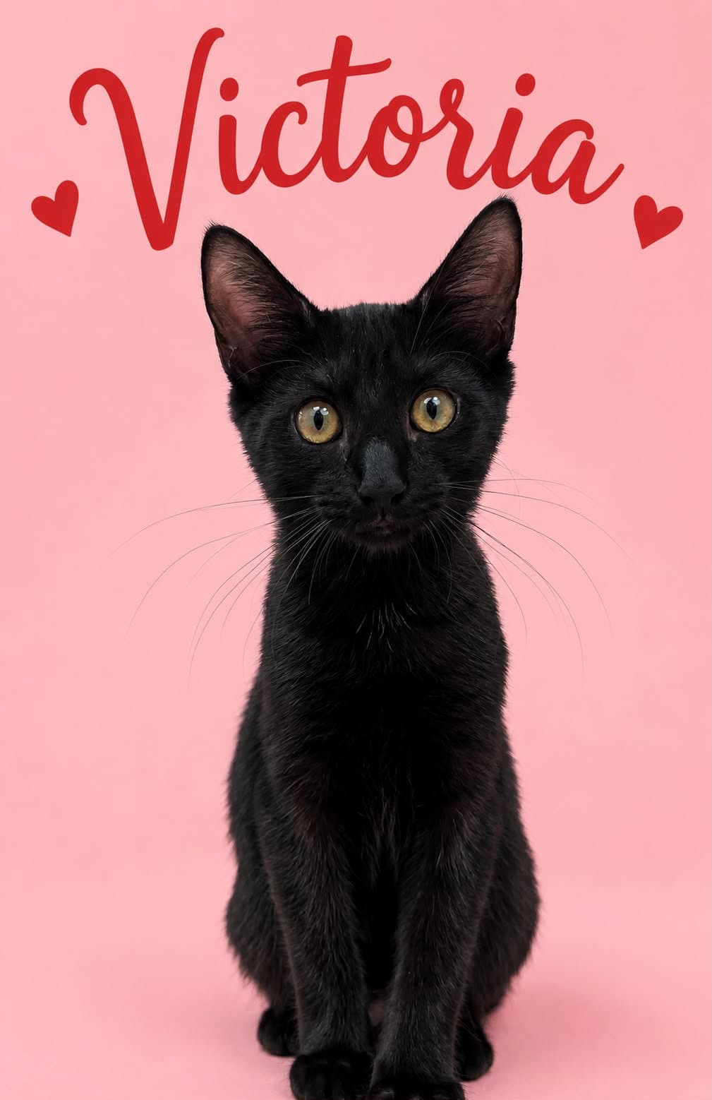 Victoria Fcid - Middletown Kitten Palooza - Domestic Short Hair