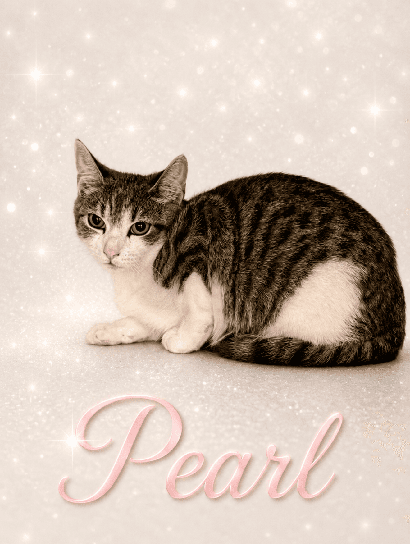 Pearl Fcid  -  Middletown Ps C - Domestic Short Hair