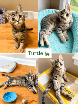 Turtle Fcid  - image 1