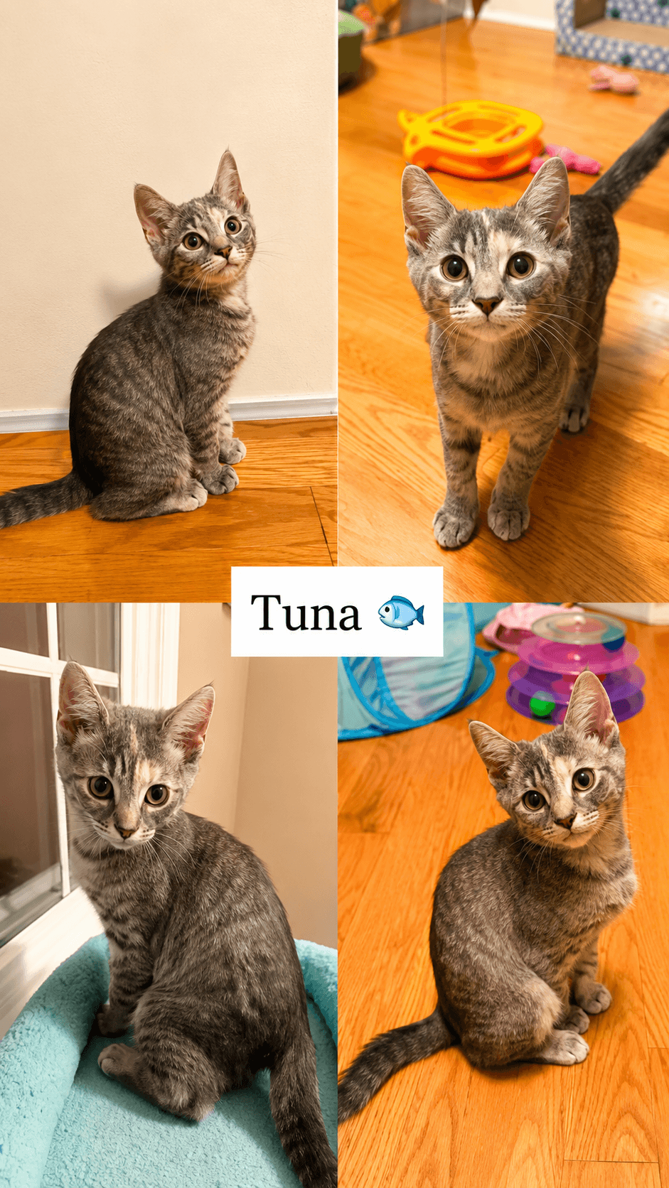 Tuna Fcid  - - Tabby