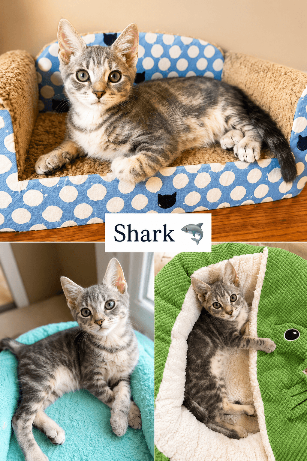 Shark Fcid  - - Tabby