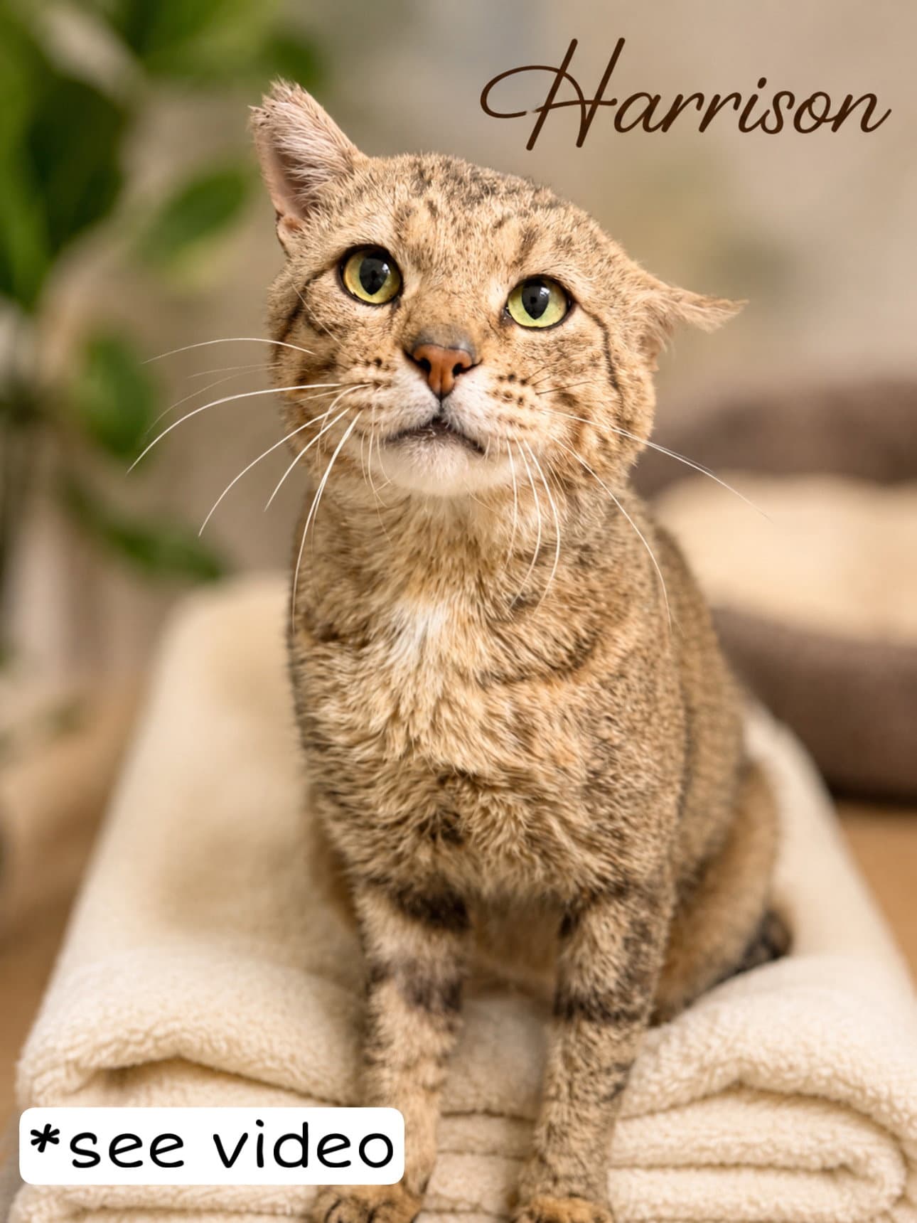 Harrison Fcid - - Tabby