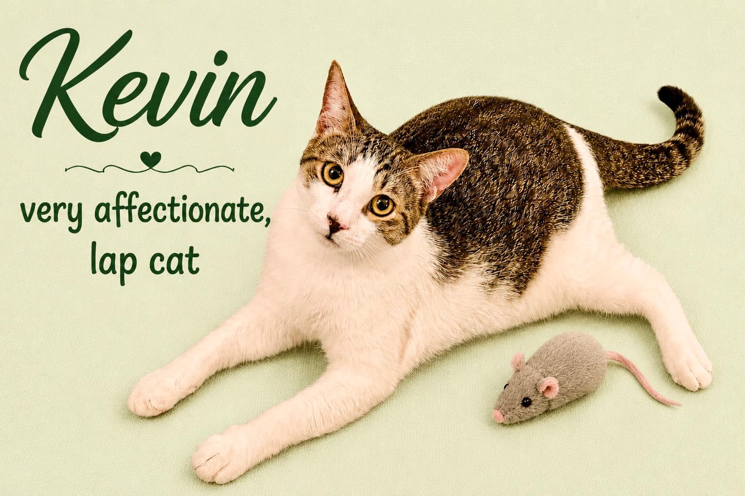 Kevin Fcid - Willow Grove - Domestic Short Hair