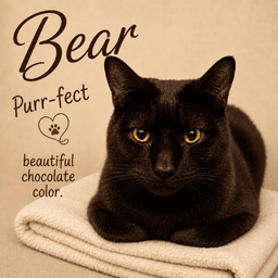 Bear Fcid - Willow Grove image 1