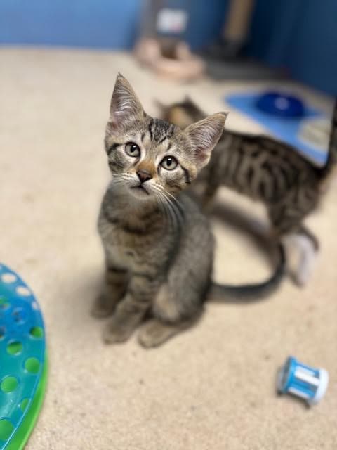 Plum Willow Grove Area Fcid - - Domestic Short Hair