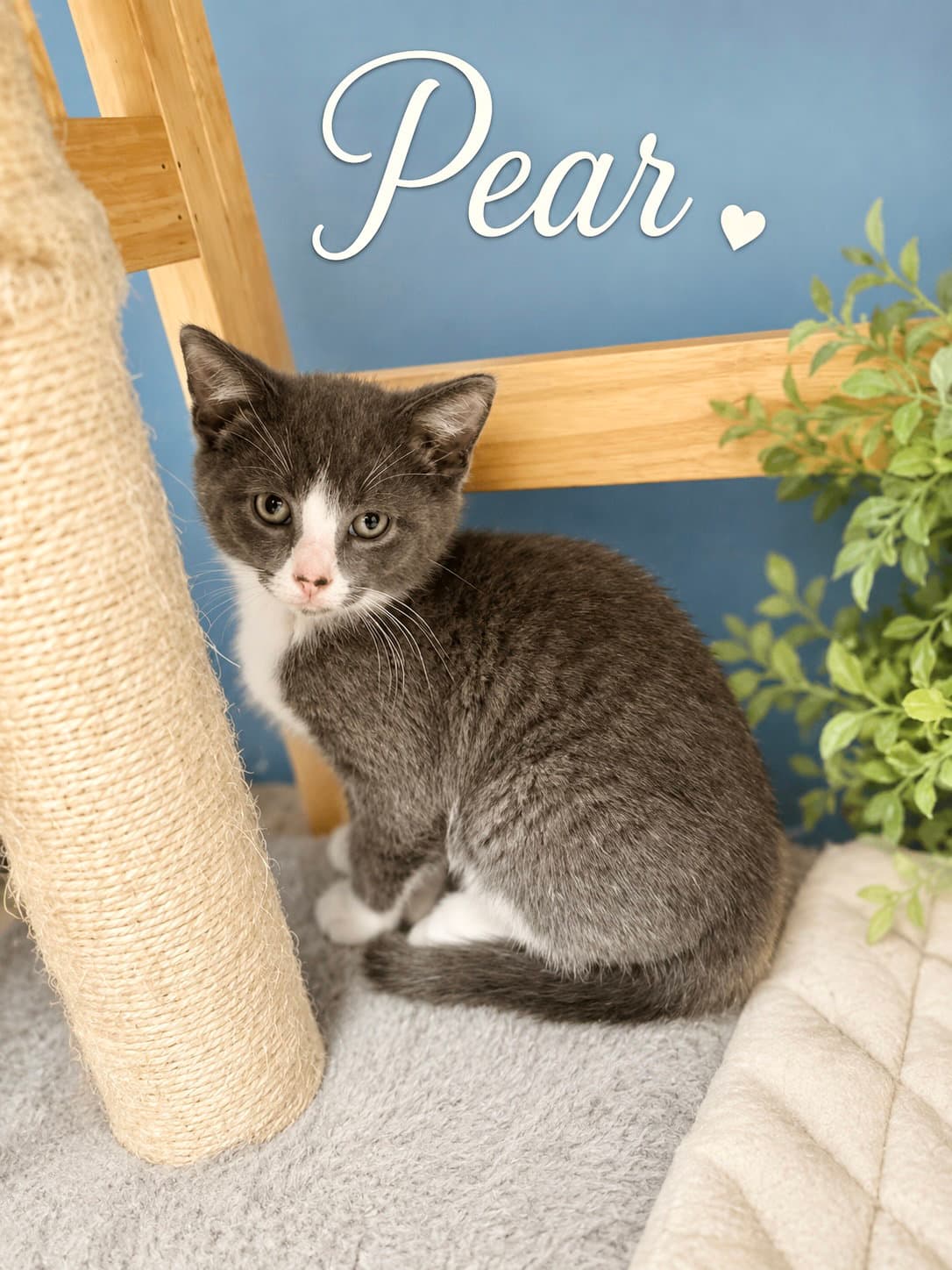 Pear Willow Grove Area Fcid - Domestic Short Hair
