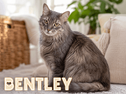 Bentley Dlh Fcid  -  Trainer image 1