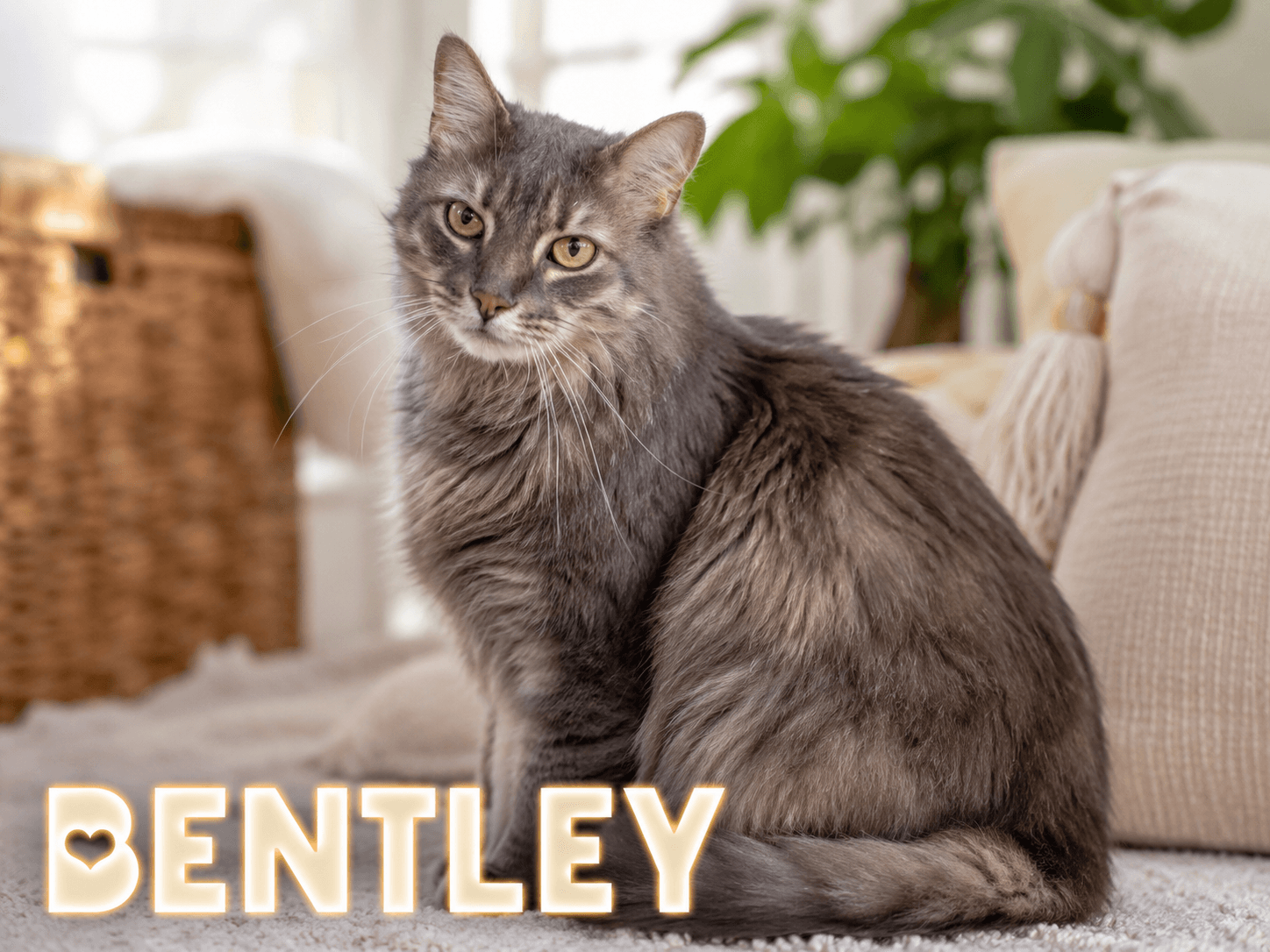 Bentley Dlh Fcid  -  Trainer - Domestic Long Hair