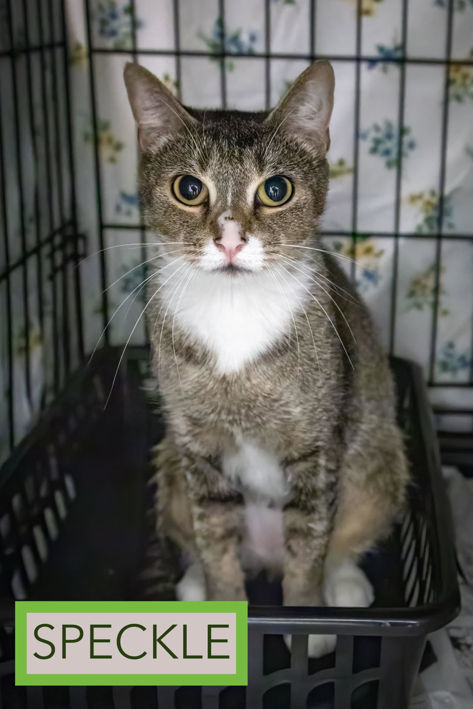 Speckle Fcid  -  Trainer - Tabby