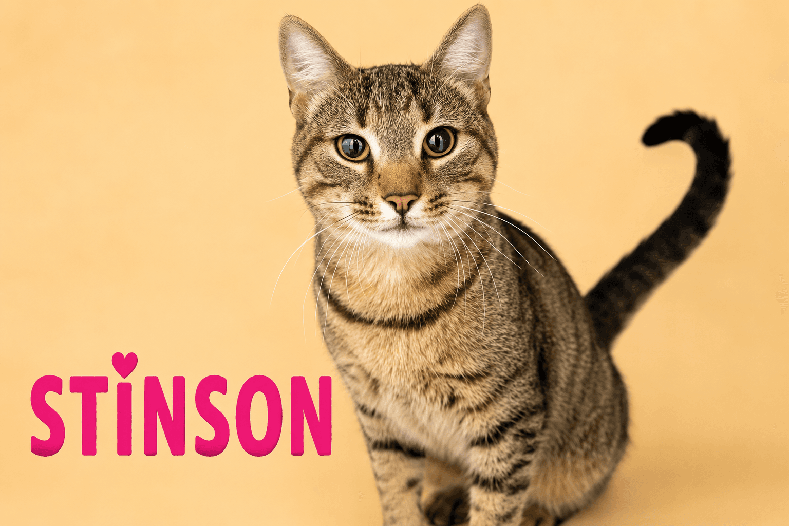 Stinson Fcid  -  Trainer - Tabby
