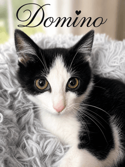 Domino Fcid  -  Brandywine Ps Dc image 1