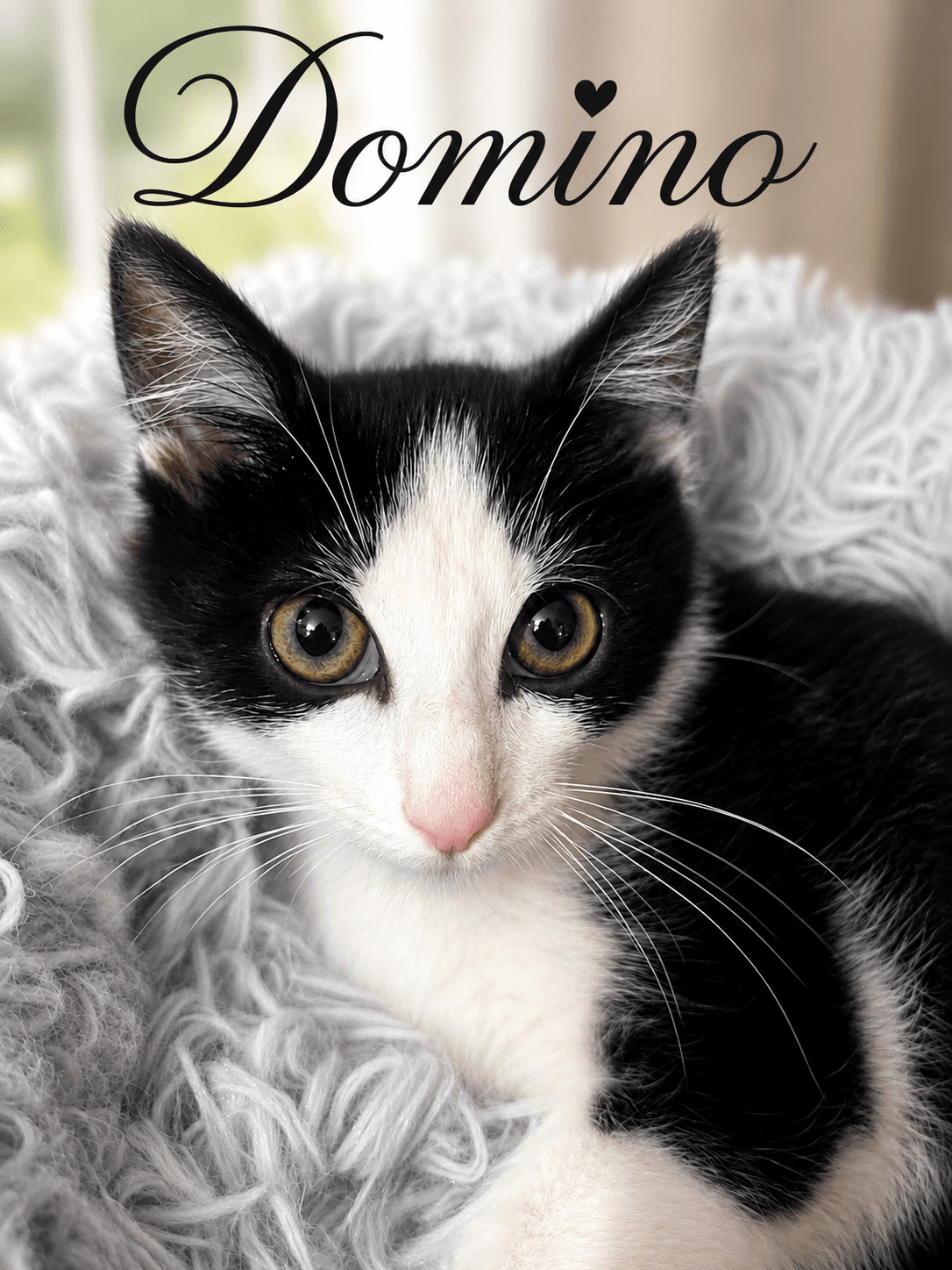 Domino Fcid  -  Brandywine Ps Dc - Domestic Short Hair