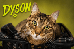 Dyson Fcid  -  Trainer image 1