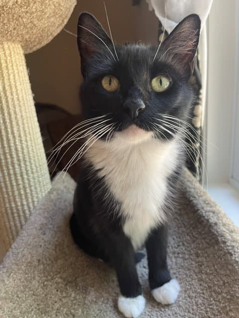 Belle Fcid  - - Tuxedo