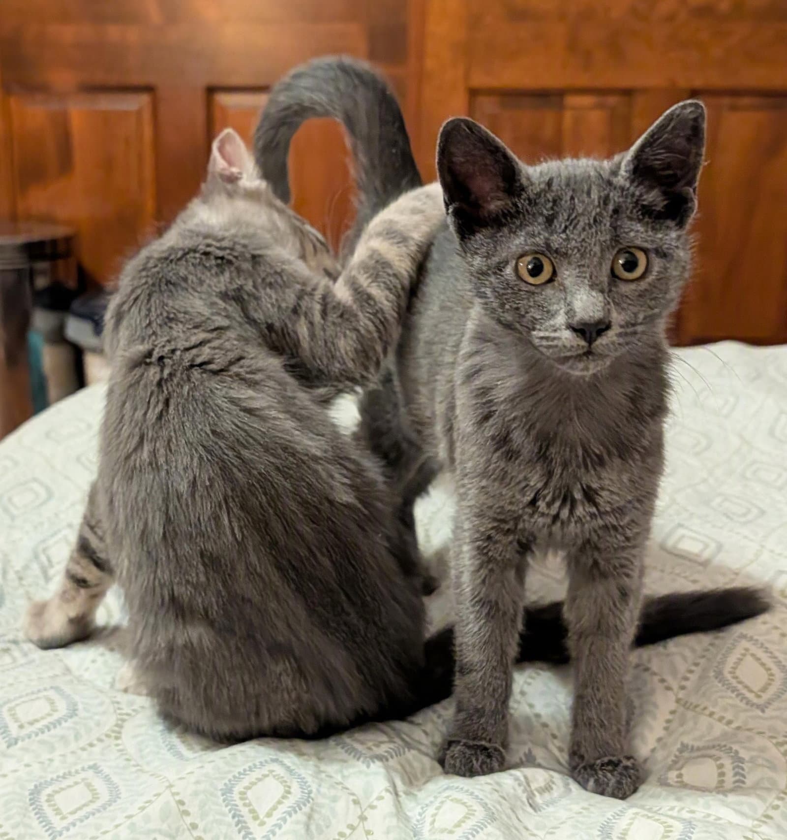 Thunderbolt Fcid - Brookhaven Ps Dc - Domestic Short Hair