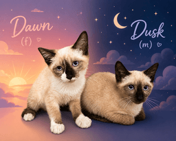 Dusk M And Dawn F Bonded image 1