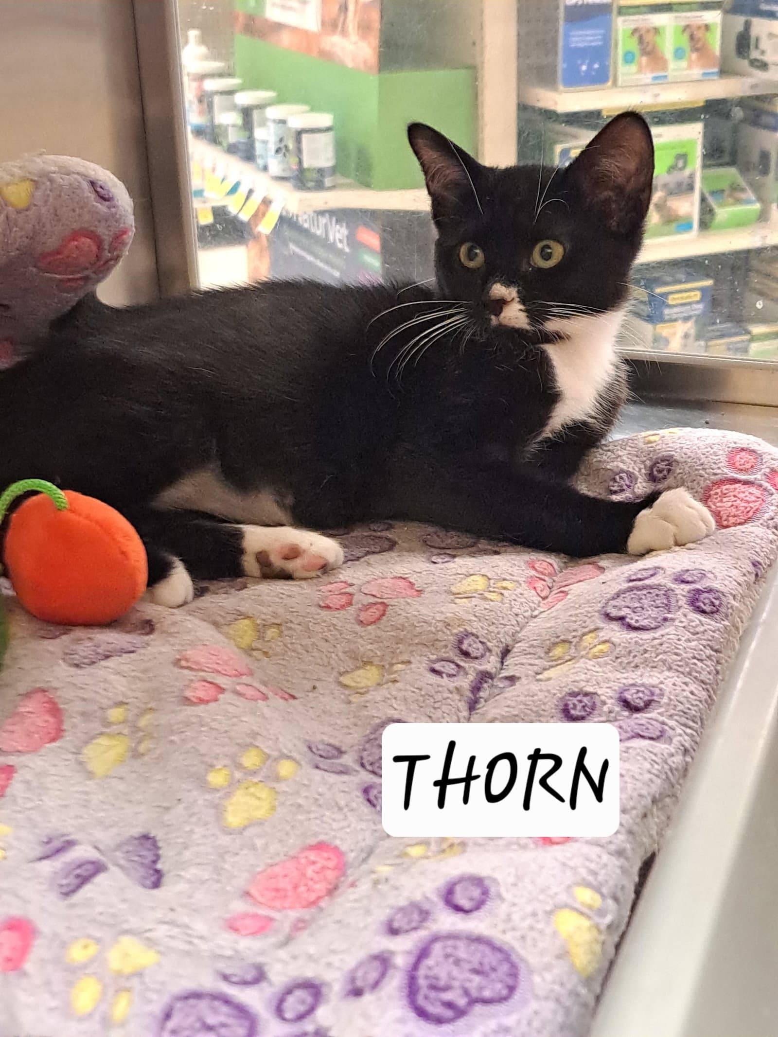 Thorn Fcid  -  Brandywine Ps - Tuxedo