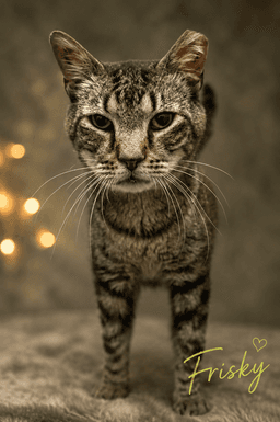 Frisky Fcid  -  Trainer image 1