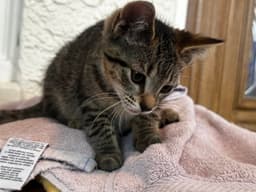Marmalade Fcid  - image 2