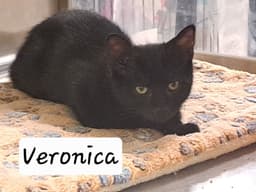 Veronica Fcid  -  Brandywine Ps image 1
