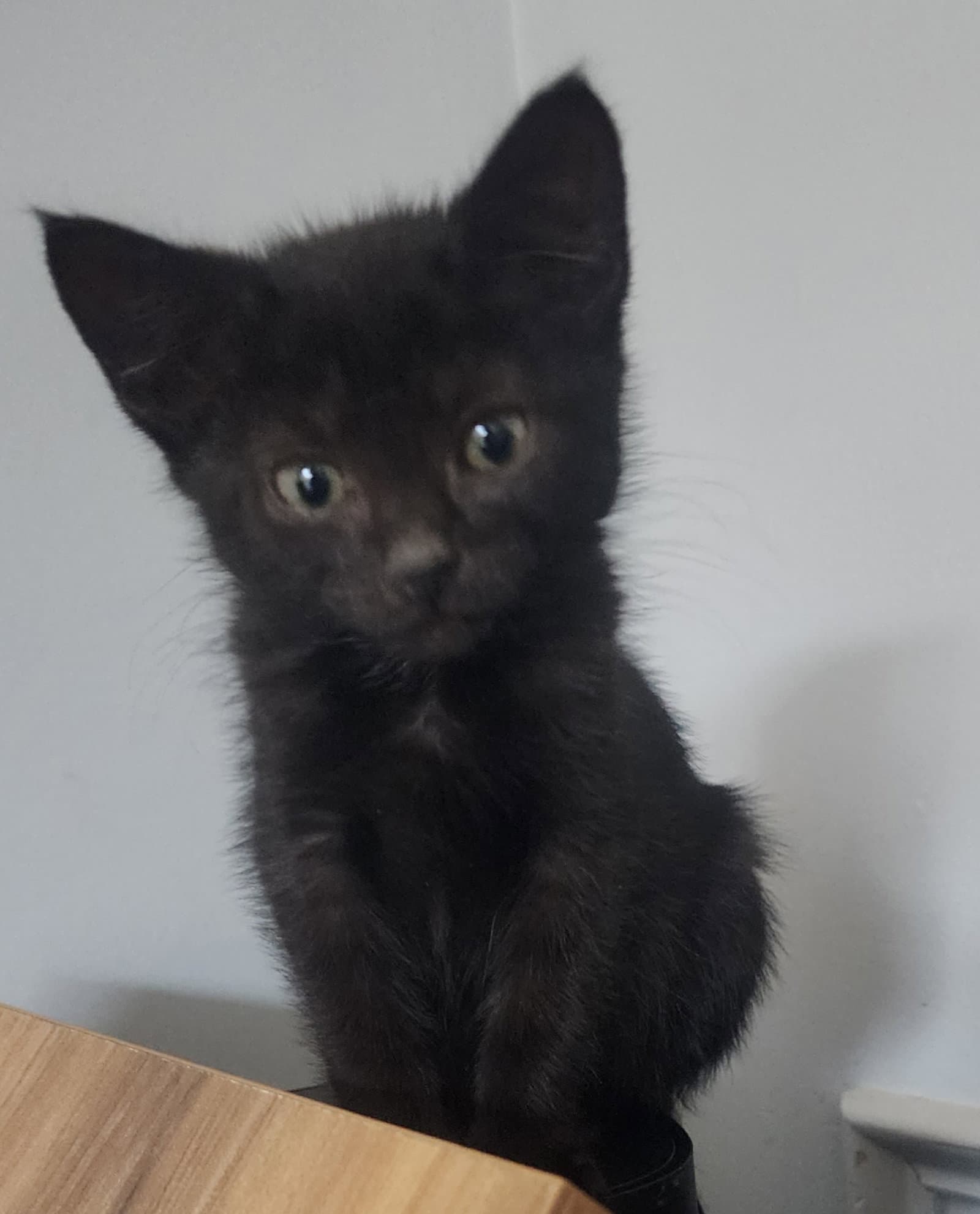 Potion Willow Grove Area Fcid - - Domestic Short Hair