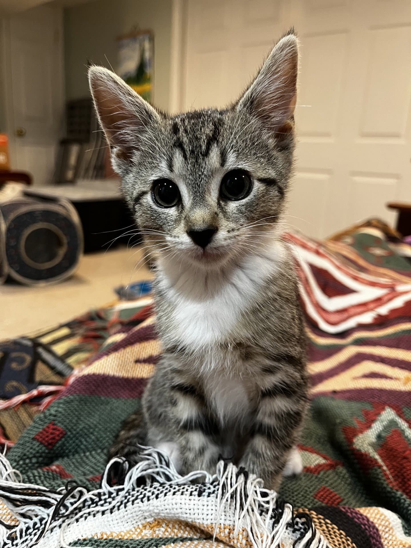 Violet Willow Grove Area Fcid - - Domestic Short Hair