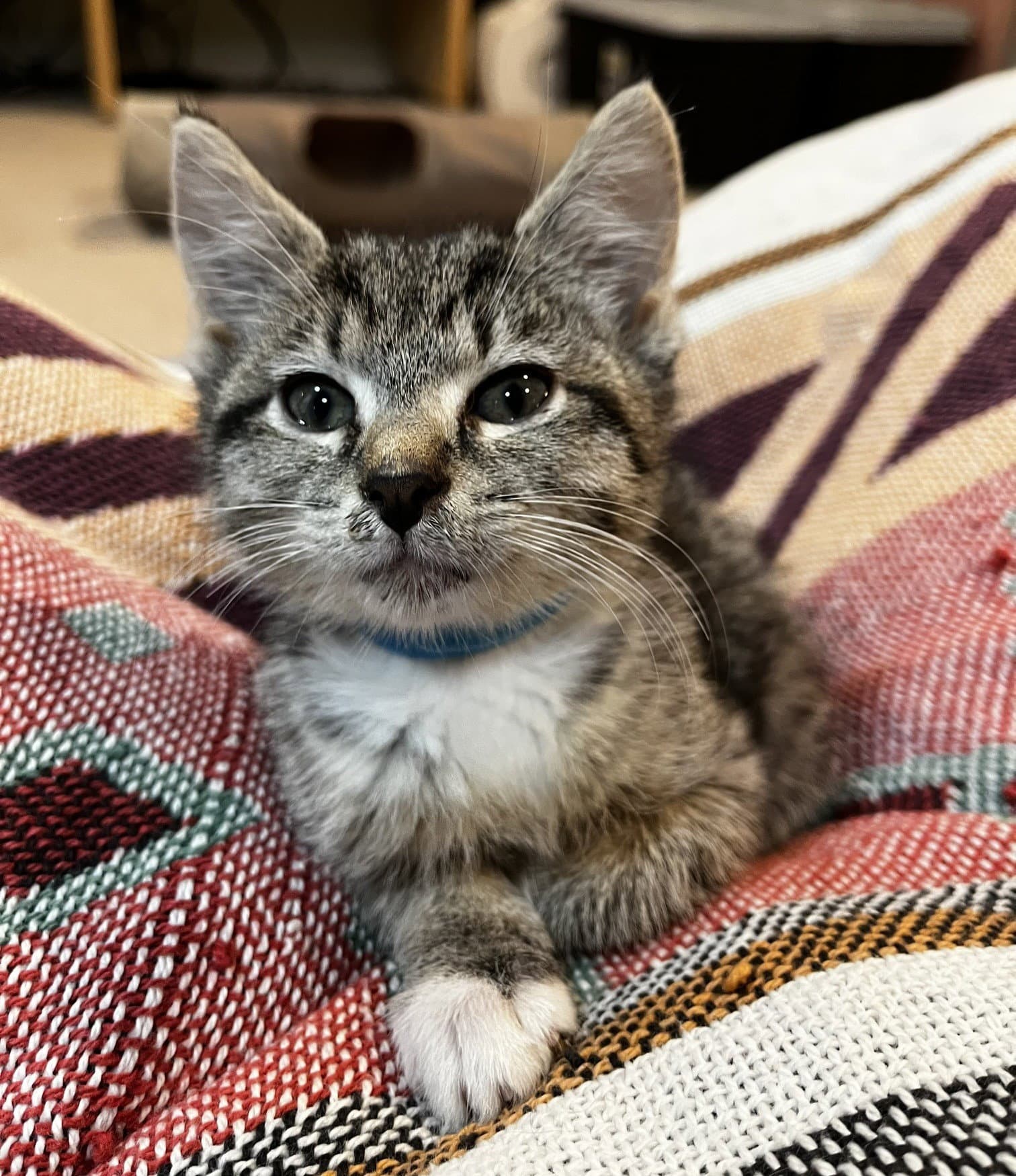 Bluey Willow Grove Area Fcid - - Domestic Short Hair