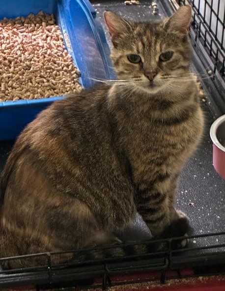 Belladonna Fcid  - - Tabby