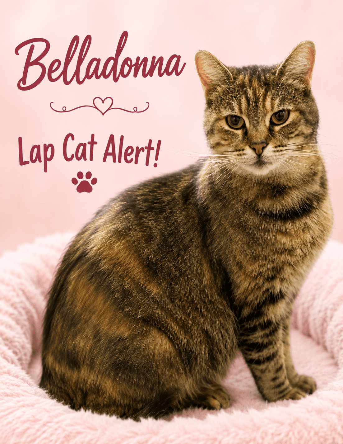 Belladonna Fcid  - - Tabby