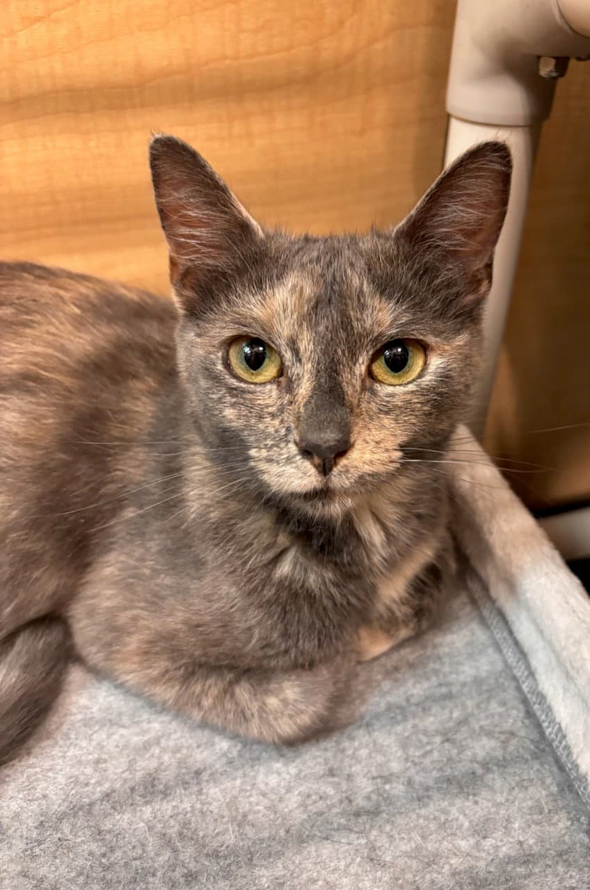 Pixie Fcid  -  Glen Mills Ps - Domestic Short Hair