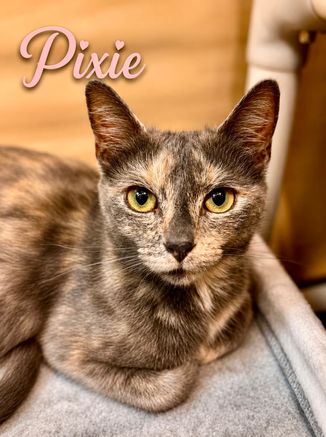 Pixie Fcid  -  Glen Mills Ps - Domestic Short Hair