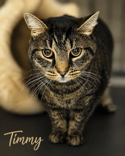 Timmy Fcid - Willow Grove image 1