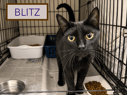 Blitz Fcid  -  Trainer image 3