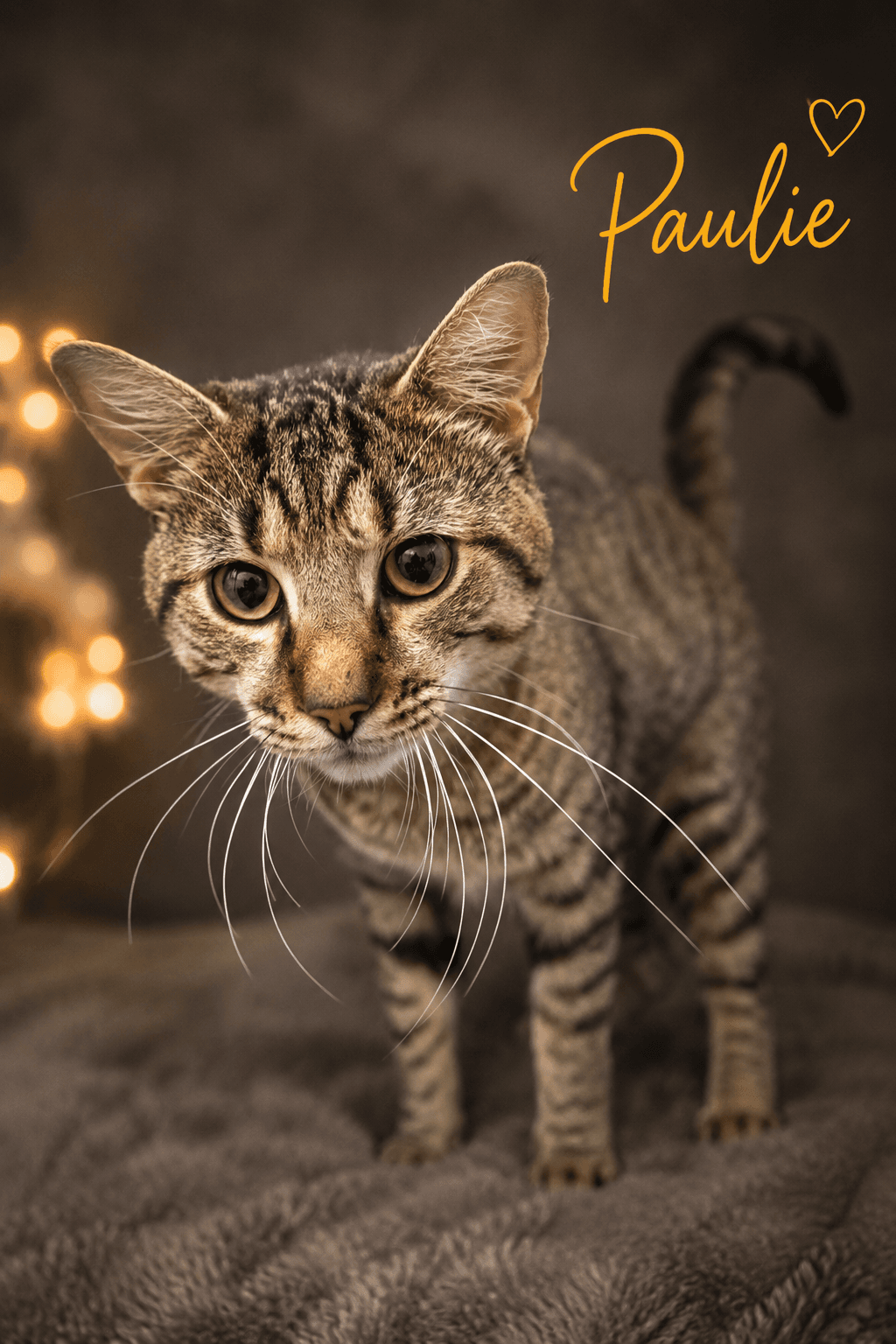 Paulie Fcid  -  Trainer - Tabby