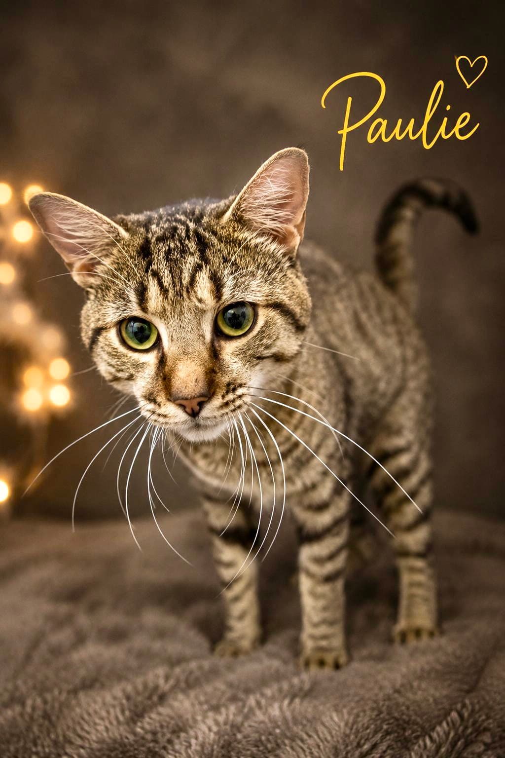 Paulie Fcid  -  Trainer - Tabby