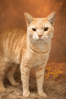 Jaffa Fcid  -  Trainer image 1