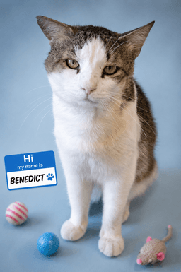 Benedict Fcid  -  Trainer image 1
