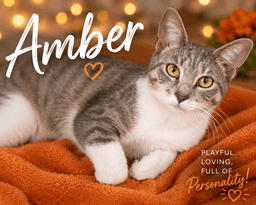Amber Fcid  -  Trainer image 1