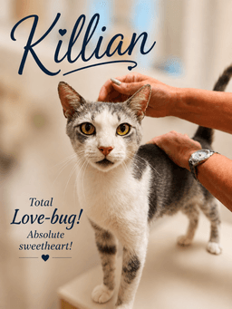 Killlian Fcid  -  Willow Grove image 1