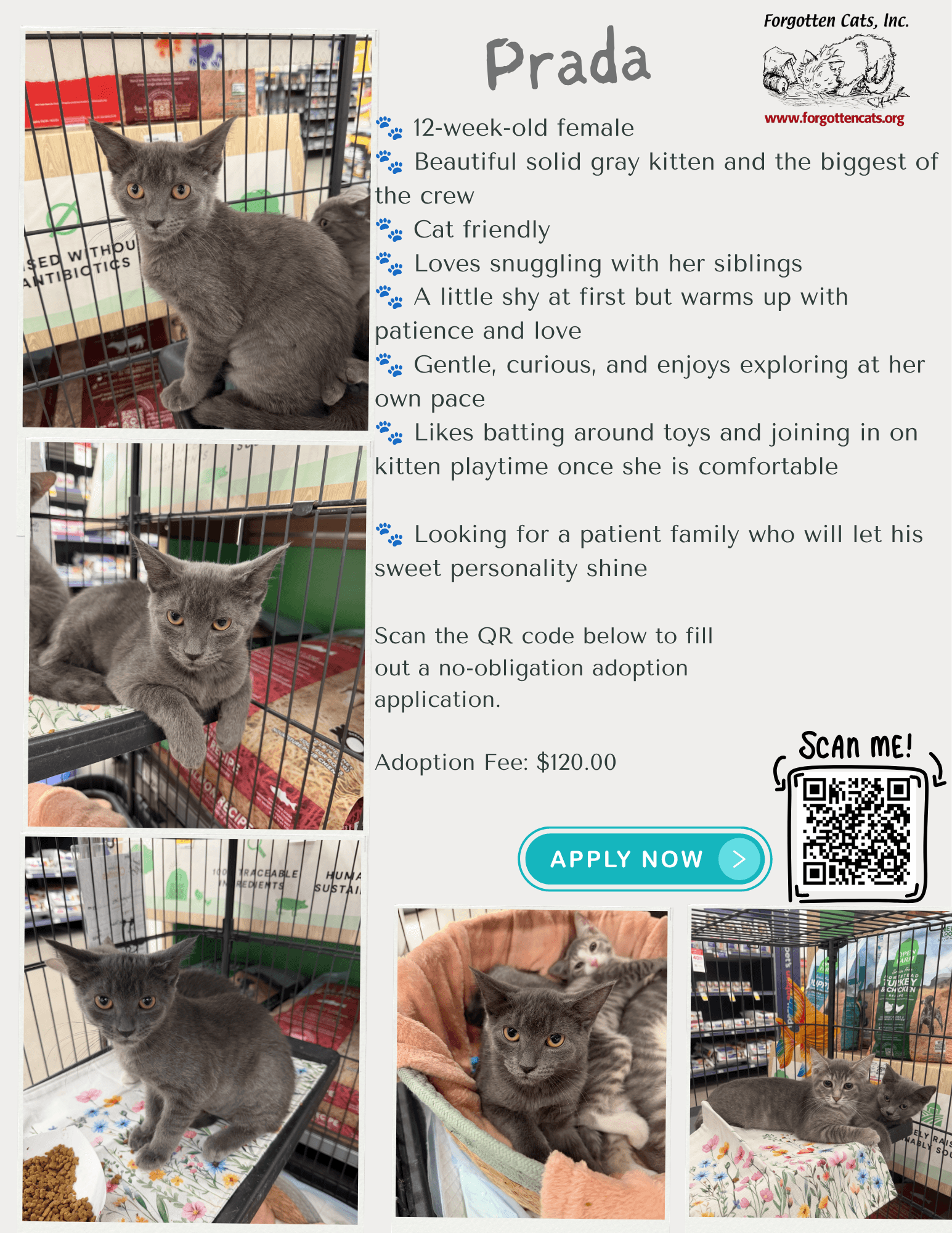 Prada Fcid  -  Middletown Ps Dc - Domestic Short Hair